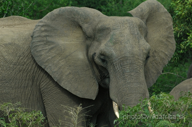 puku rsa 131.jpg - Kruger Elephant near Pafuri.